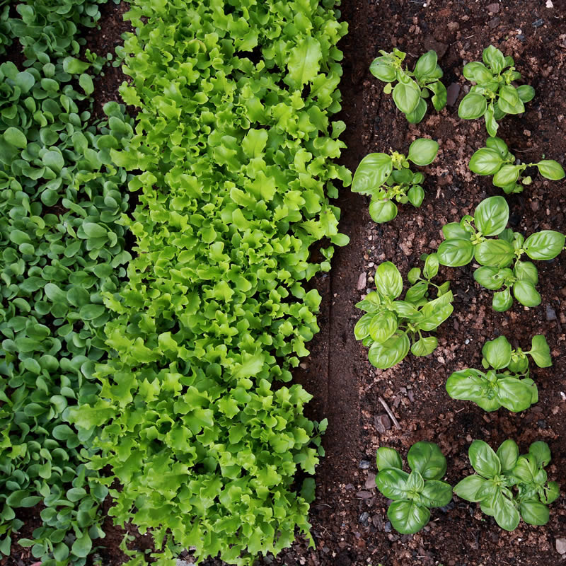Agricultura