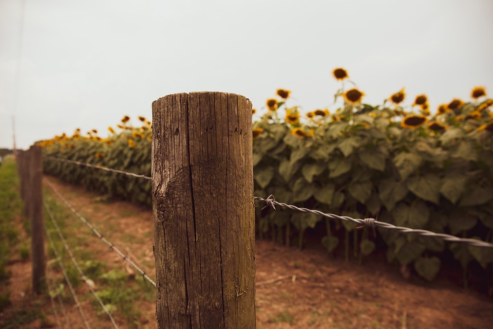 Agricultura